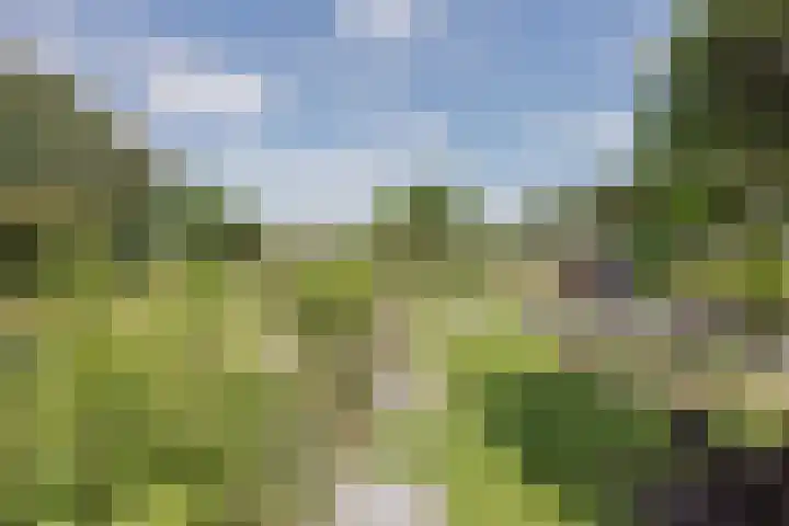 Dissel 4 America thumbnail 51