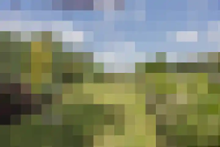 Dissel 4 America thumbnail 52