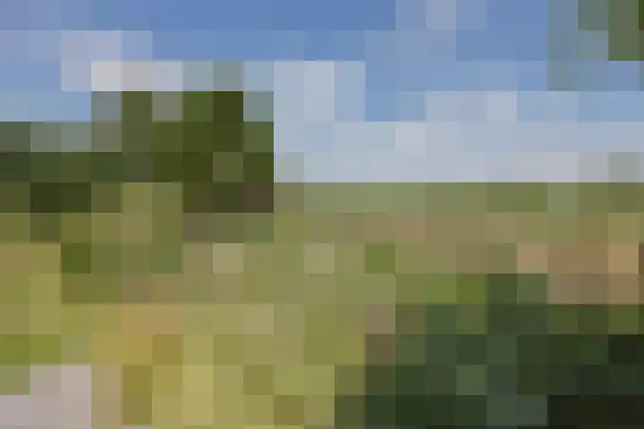 Dissel 4 America thumbnail 56