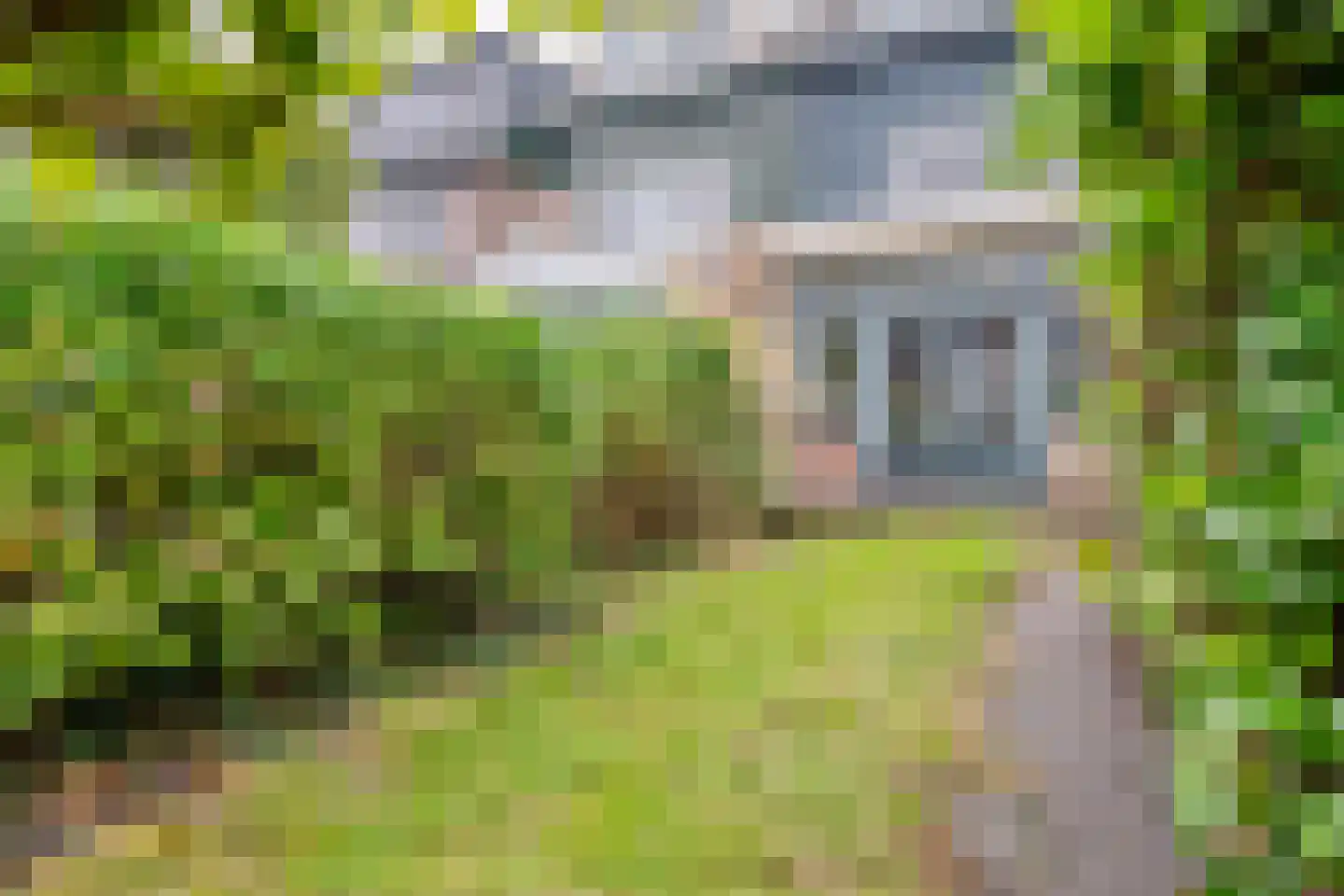 Dissel 46 Monnickendam thumbnail 31