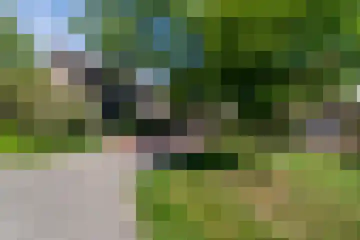 Dissel 46 Veenendaal thumbnail 48