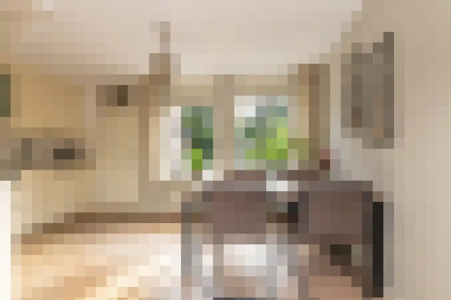 Dissel 5 Zuidwolde thumbnail 13