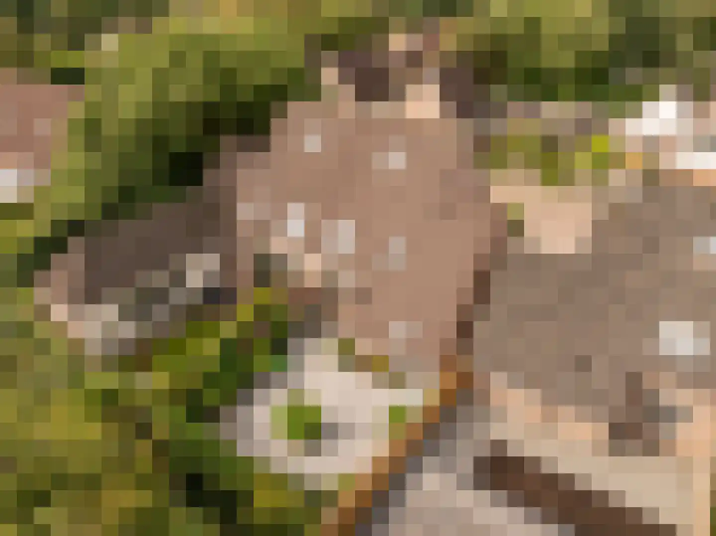 Dissel 5 Zuidwolde thumbnail 40