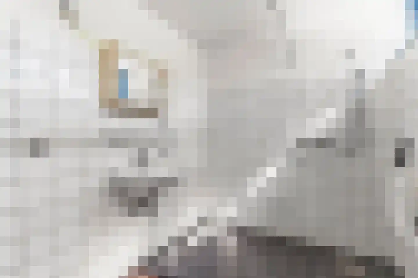 Dissel 7 Huissen thumbnail 23