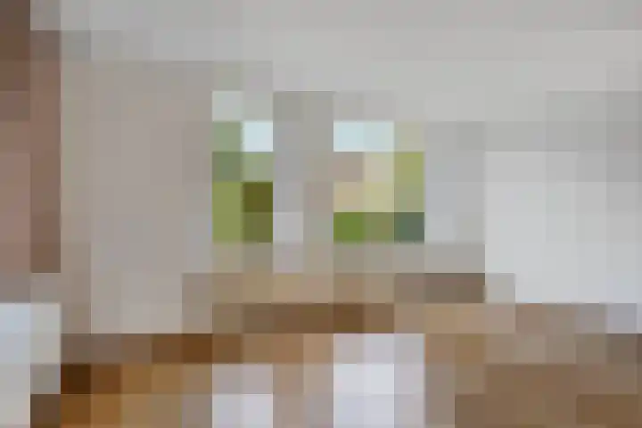 Dissel 7 Zuidwolde thumbnail 11