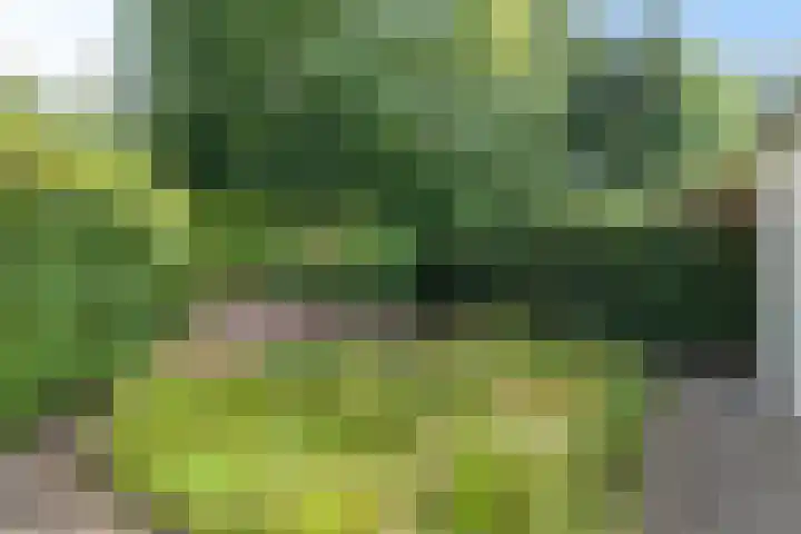 Dissel 7 Zuidwolde thumbnail 37