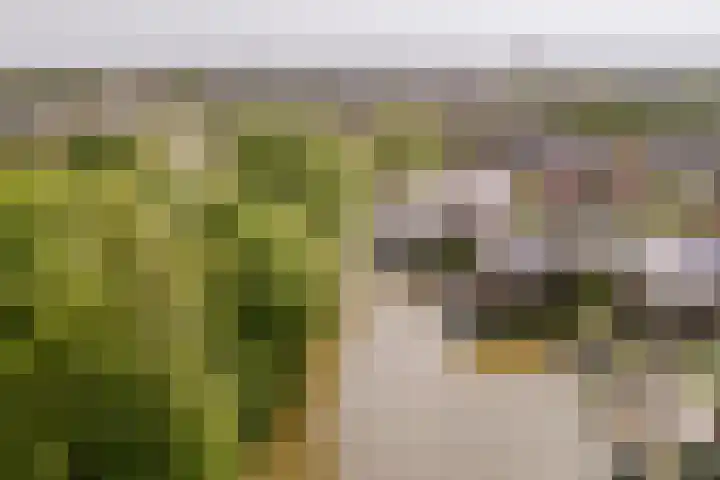 Disseveltstraat 9 Rijnsburg thumbnail 67