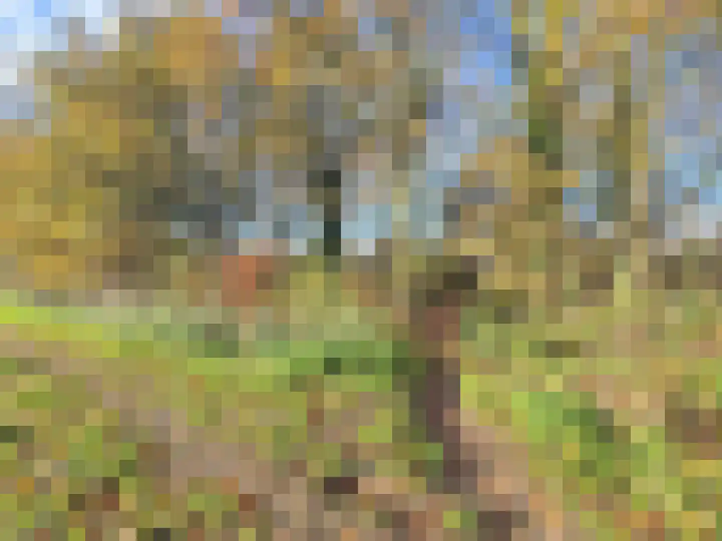 Distel 30 Hapert thumbnail 25