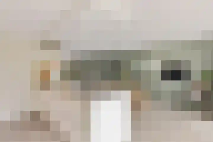 Distel 7 Oldenzaal thumbnail 12