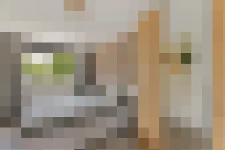 Distel 7 Oldenzaal thumbnail 14