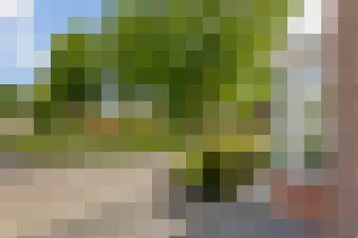 Distel 7 Oldenzaal thumbnail 6