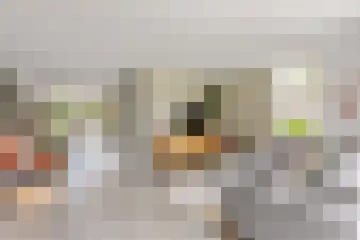 Distel 7 Oldenzaal thumbnail 9