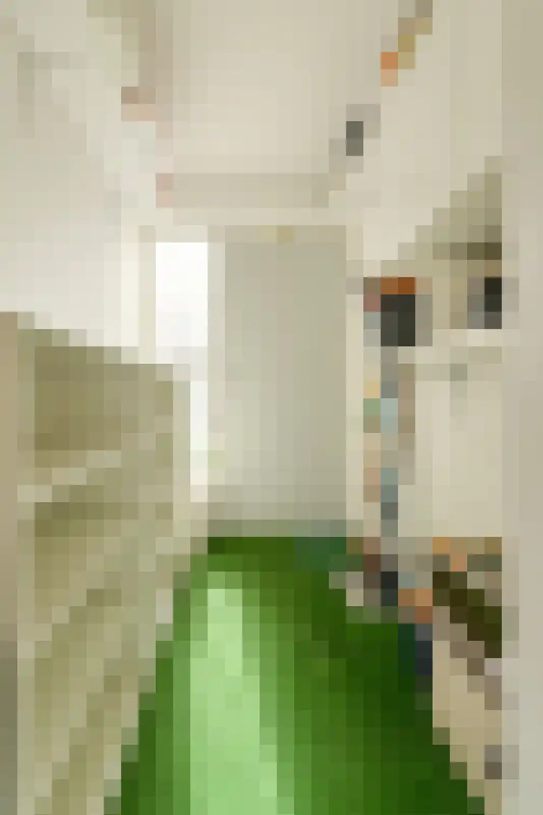 Distelvink 1 Breda thumbnail 31