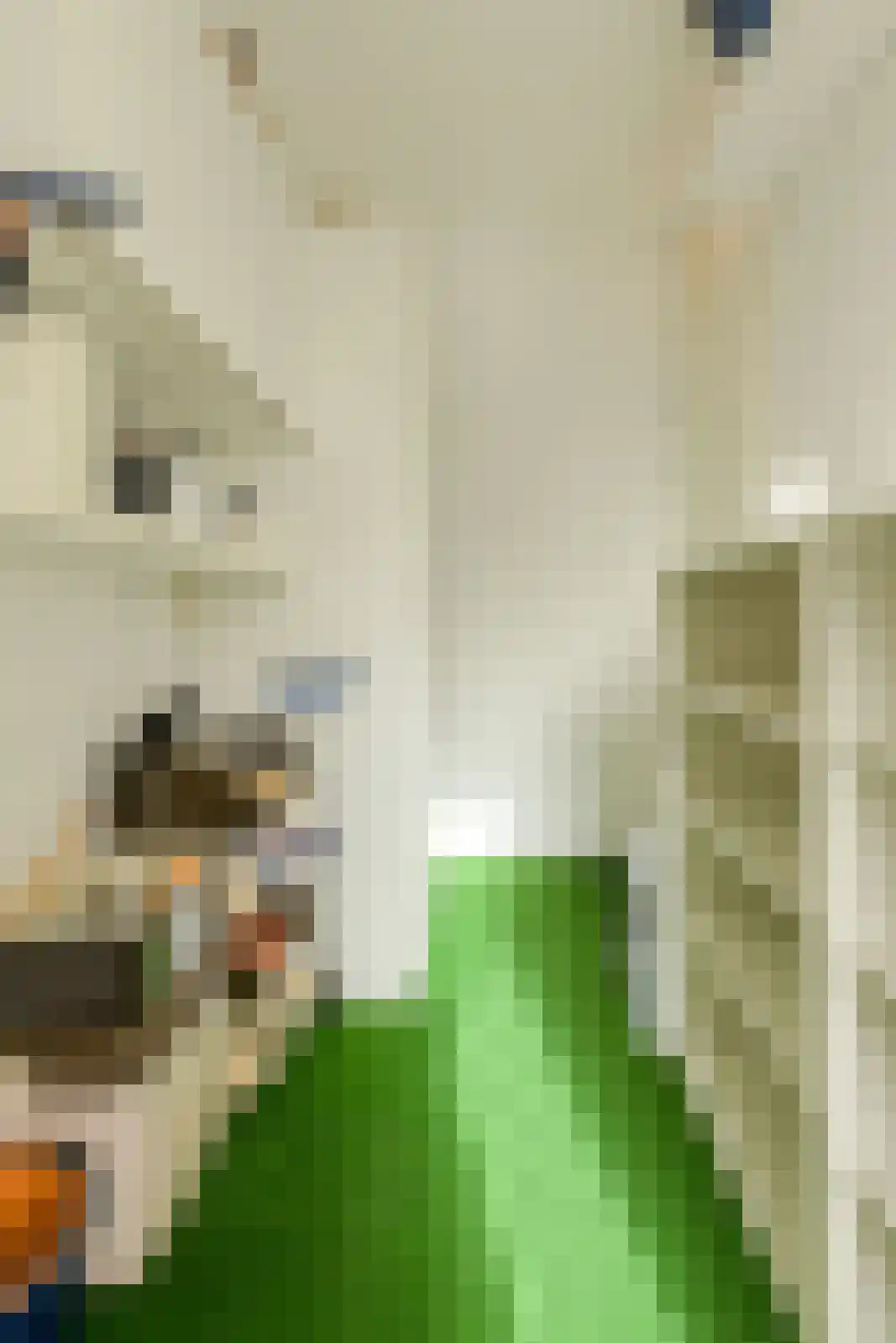 Distelvink 1 Breda thumbnail 32