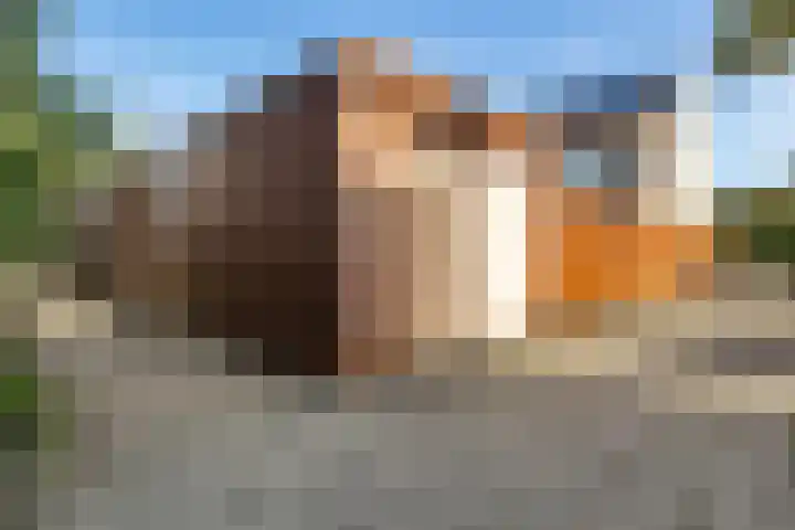 Distelvink 81 Veenendaal thumbnail 27