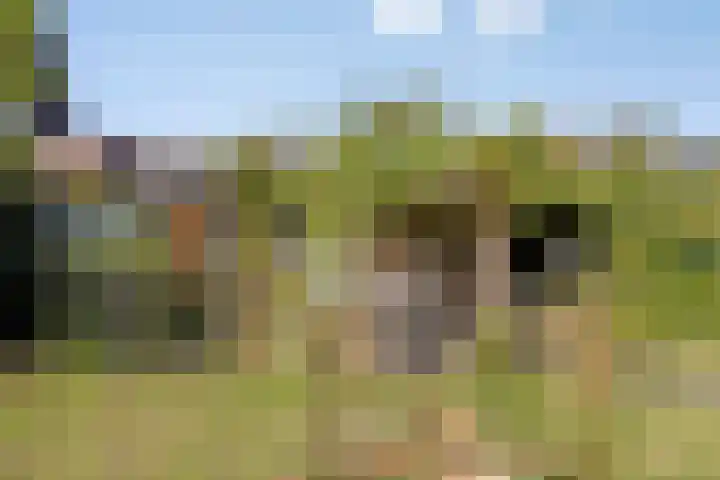 Distelvlinder 3 Mierlo thumbnail 51