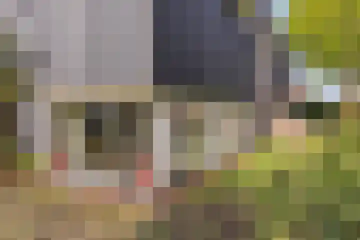 Distelvlinder 3 Mierlo thumbnail 54