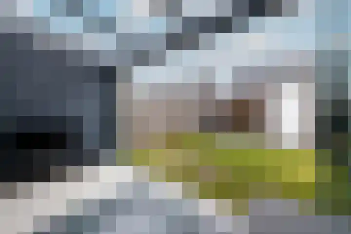 Distelvlinder 51 Wolvega thumbnail 27