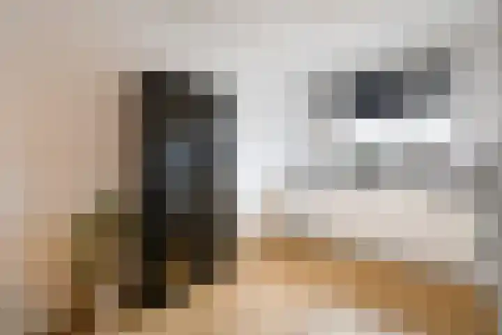 Distelvlinder 51 Wolvega thumbnail 7