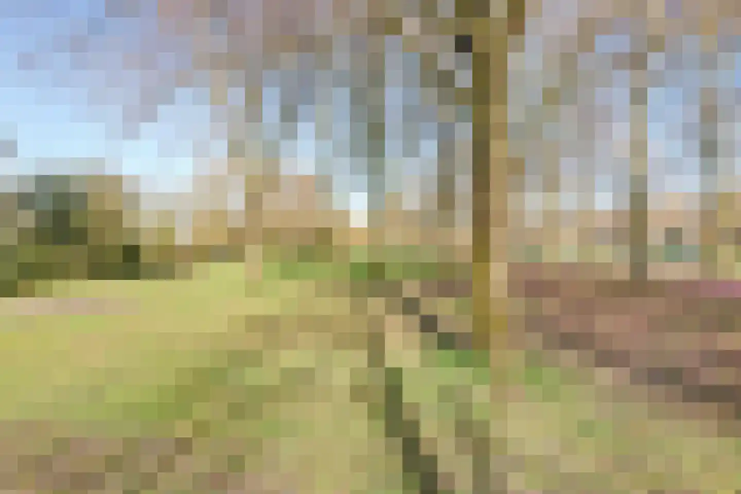 Distelvlinderberm 114 Houten thumbnail 53