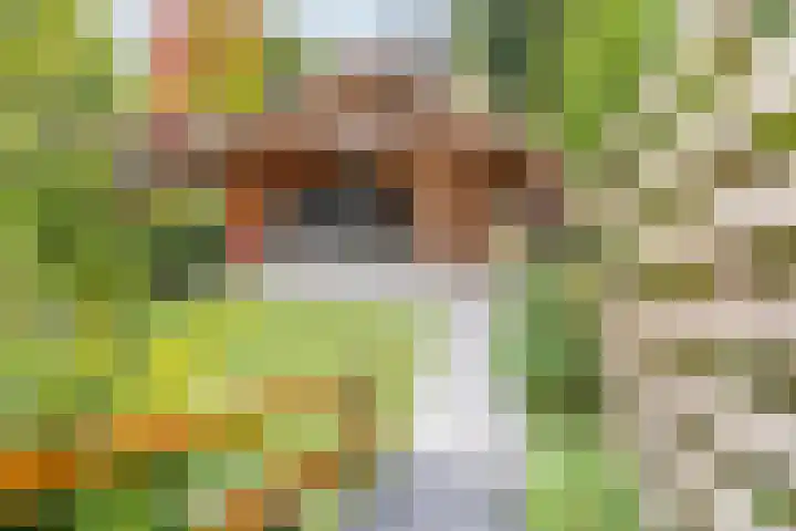 Distelvlinderberm 56 Houten thumbnail 15