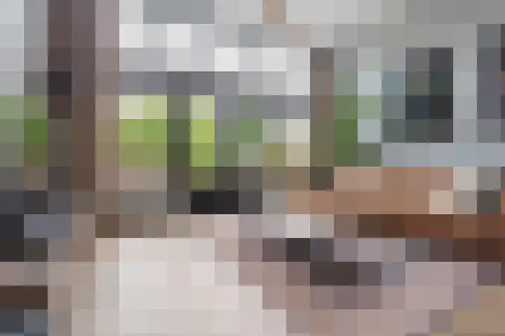 Distelvlinderberm 56 Houten thumbnail 4