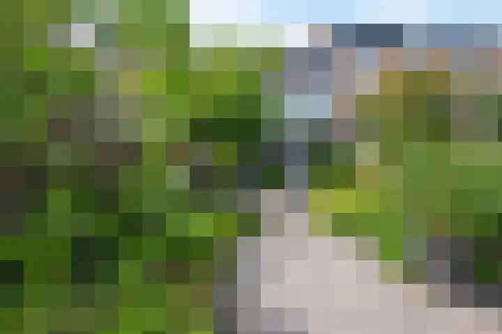Distelvlinderberm 98 Houten thumbnail 11