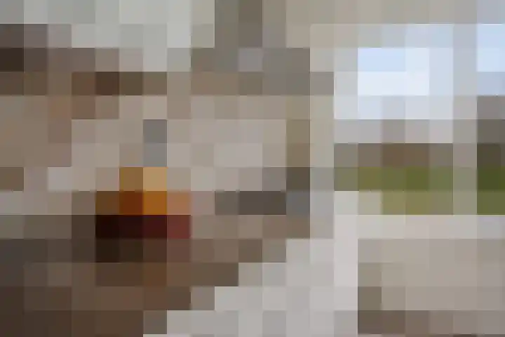 Distelvlinderberm 98 Houten thumbnail 16