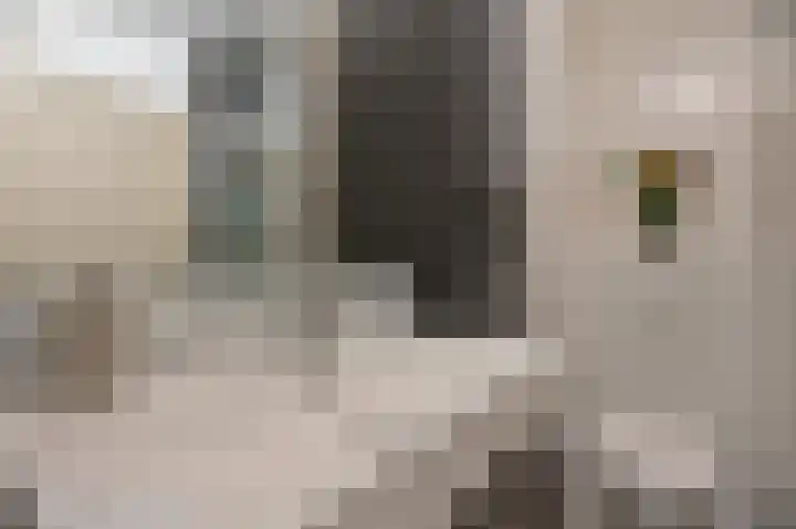 Distelvlinderberm 98 Houten thumbnail 25