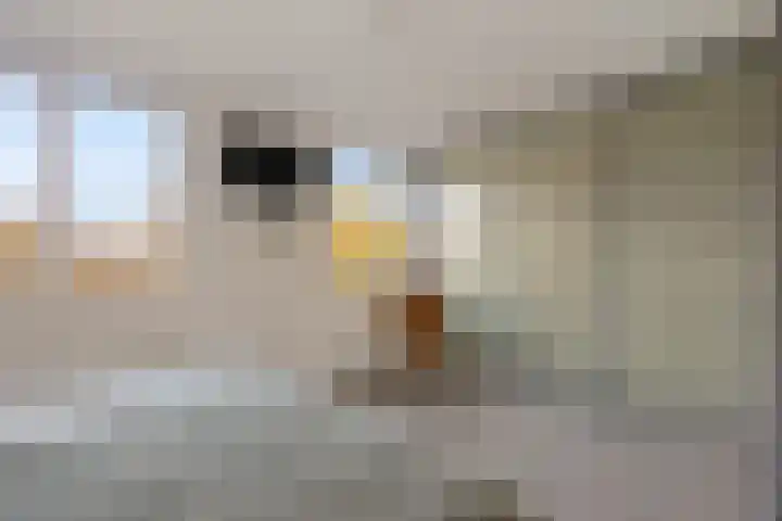 Distelvlinderberm 98 Houten thumbnail 29