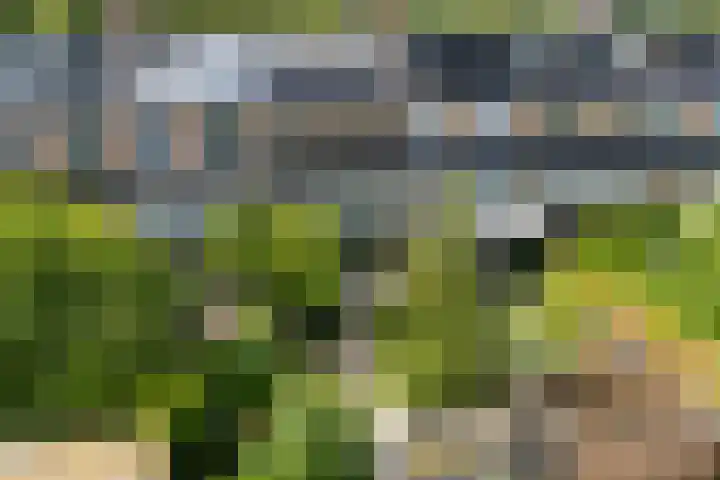 Distelvlinderberm 98 Houten thumbnail 35