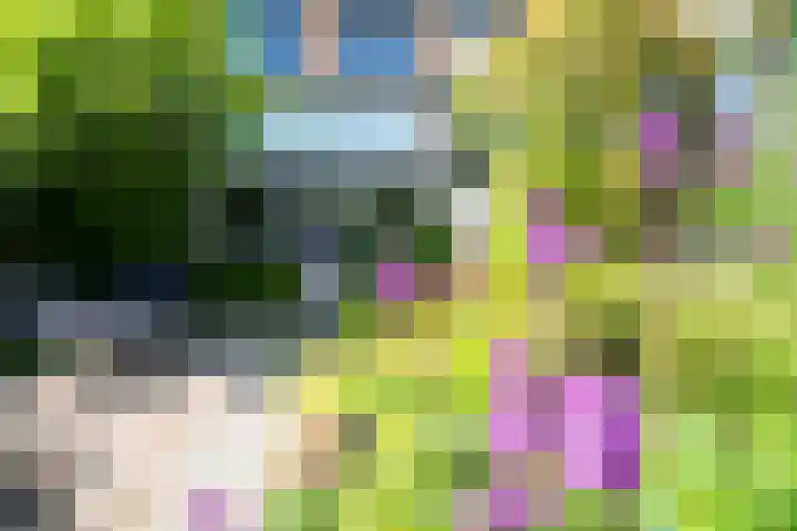Distelvlinderberm 98 Houten thumbnail 37