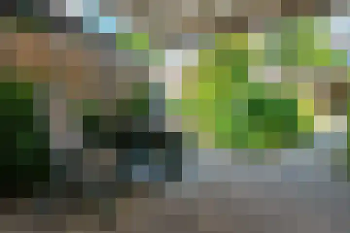 Distelvlinderberm 98 Houten thumbnail 41