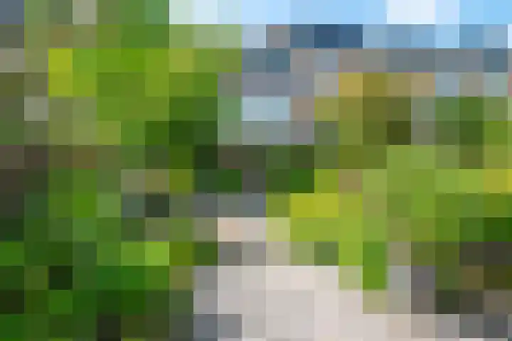 Distelvlinderberm 98 Houten thumbnail 43