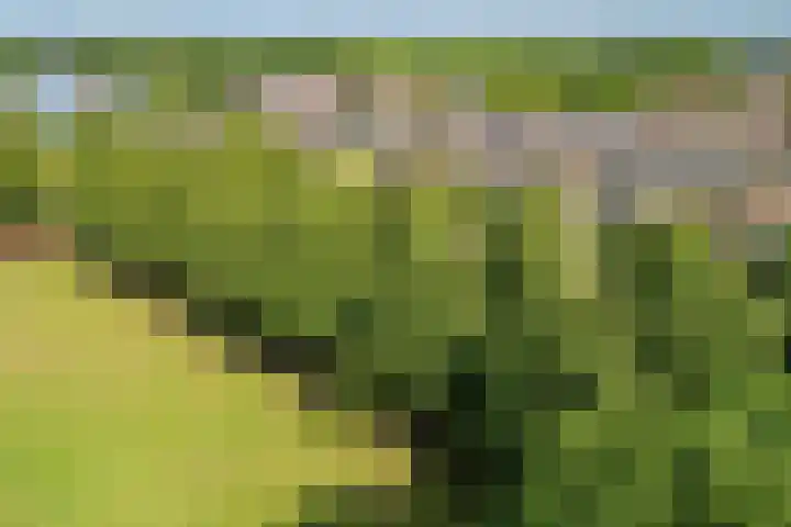 Distelvlinderberm 98 Houten thumbnail 44