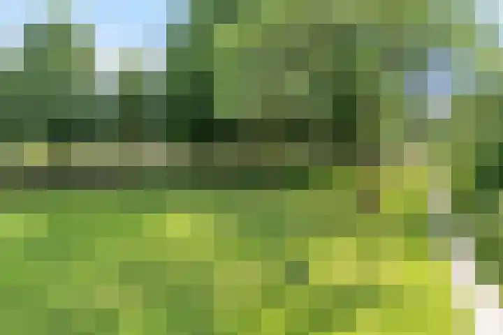 Distelvlinderberm 98 Houten thumbnail 46