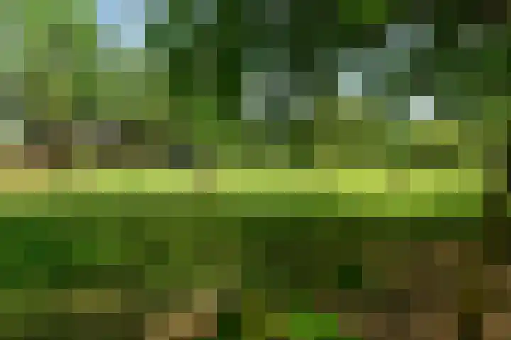Distelvlinderberm 98 Houten thumbnail 50
