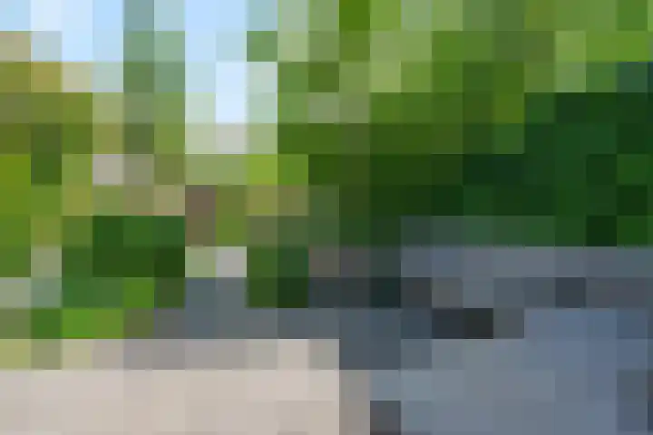 Distelvlinderberm 98 Houten thumbnail 9