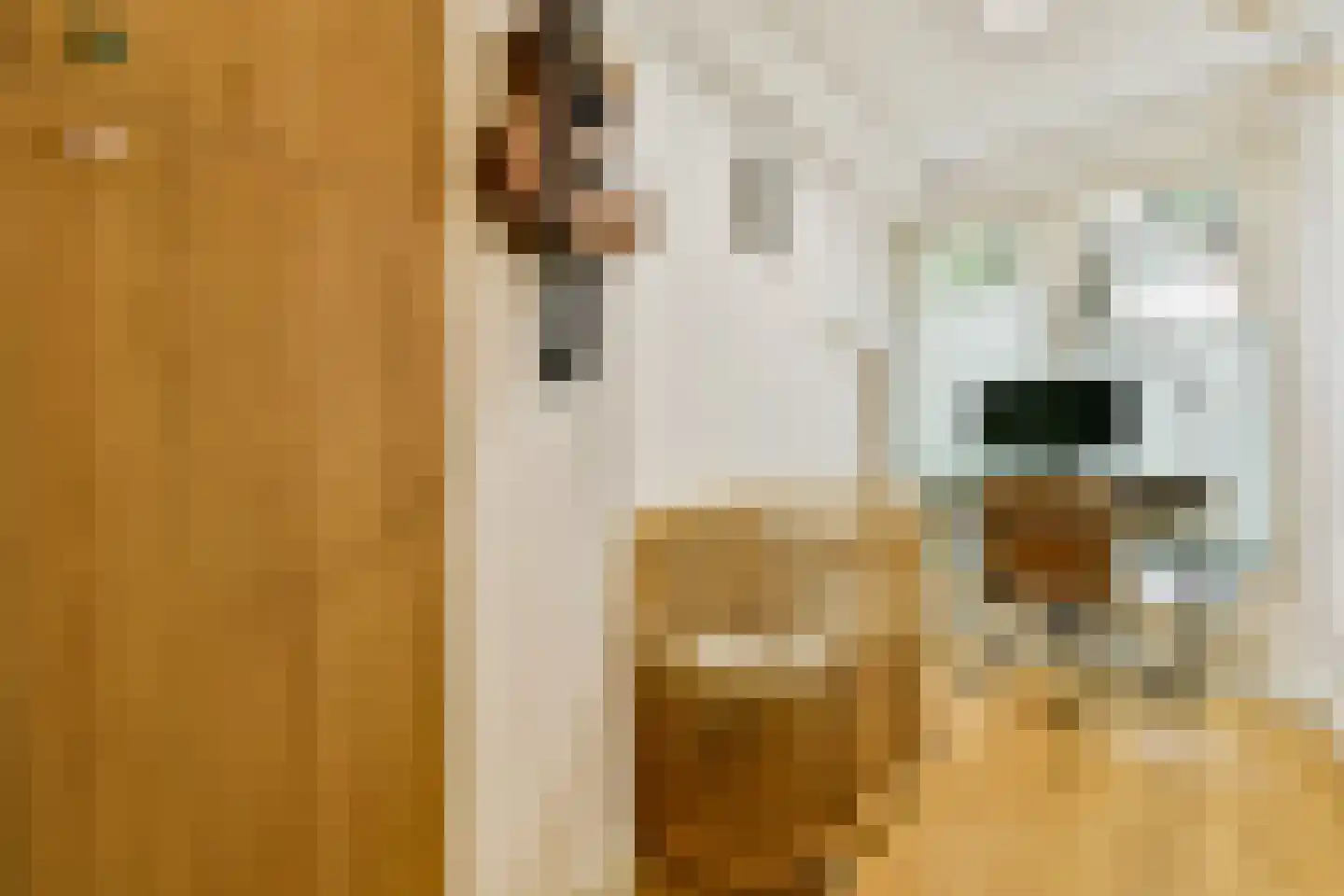 Djambistraat 31 H Amsterdam thumbnail 15
