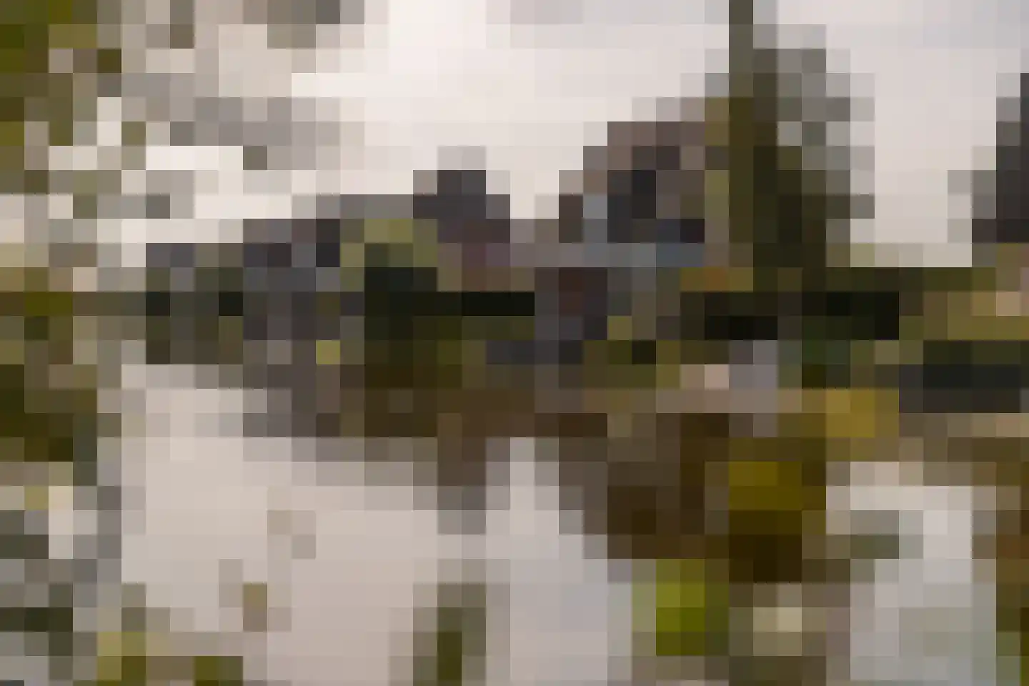 Djerreblom 16 Delfstrahuizen thumbnail 6