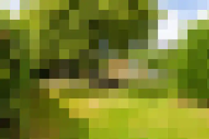 Doalhôf 95 Gorredijk thumbnail 26