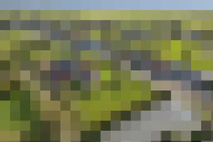 Dobbehôf 1 Menaam thumbnail 41