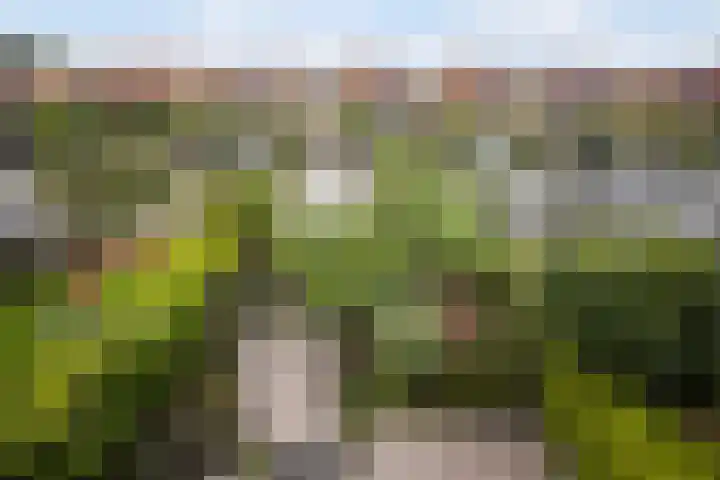 Dobbehôf 27 Goutum thumbnail 55