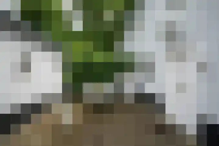 Doctor Keyzerlaan 4 a Goirle thumbnail 7