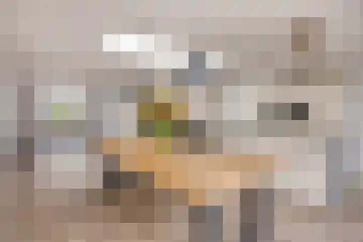 Doctor Nolensstraat 8 Urmond thumbnail 6