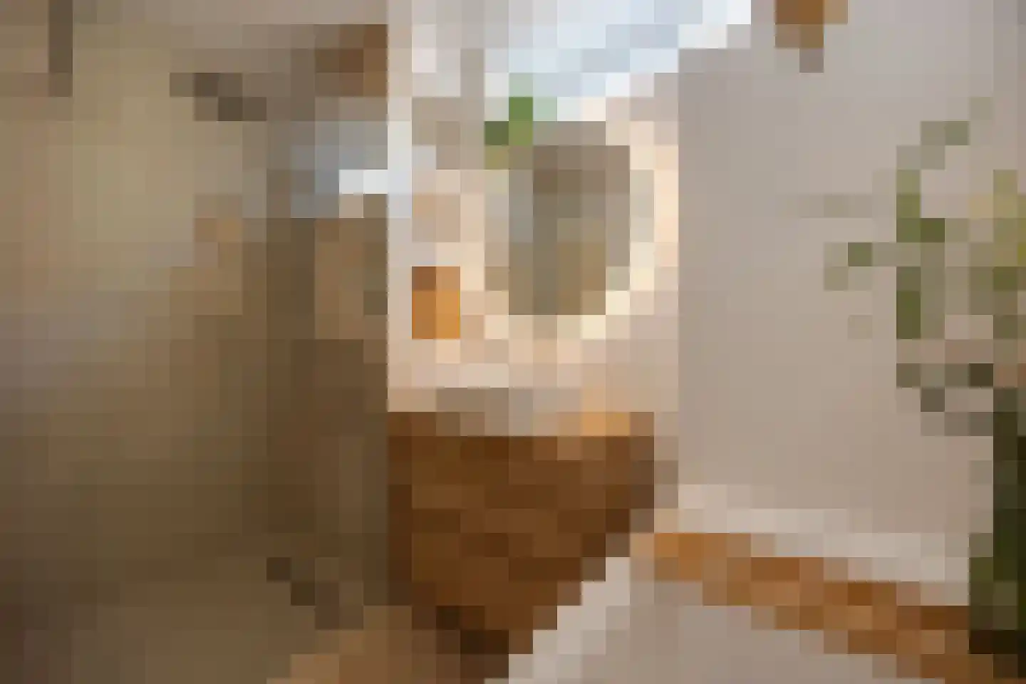 Dode Nieuwstraat 66 's-Hertogenbosch thumbnail 21