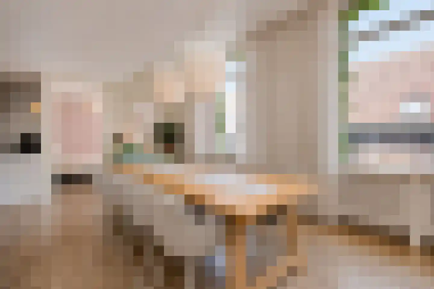 Dode Nieuwstraat 66 's-Hertogenbosch thumbnail 5