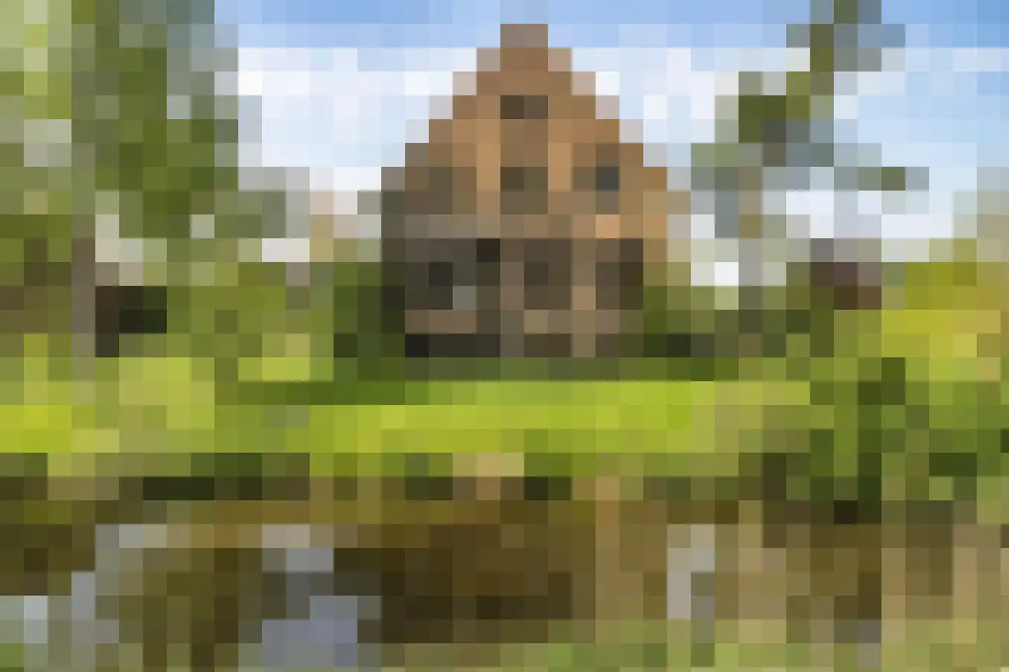 Doeldijk 5 Montfoort thumbnail 5