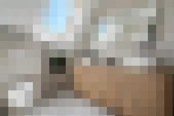 Doelen 12 Vollenhove thumbnail 30