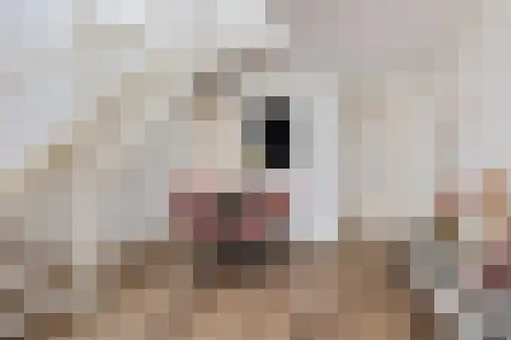 Doemakkers 16 Oosterhesselen thumbnail 20